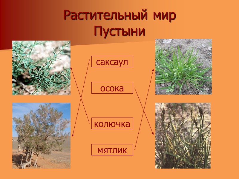 Растительный мир  Пустыни